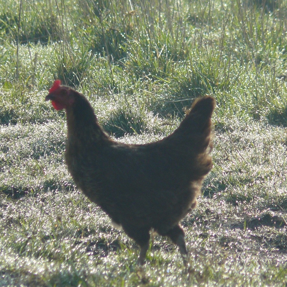 Poules